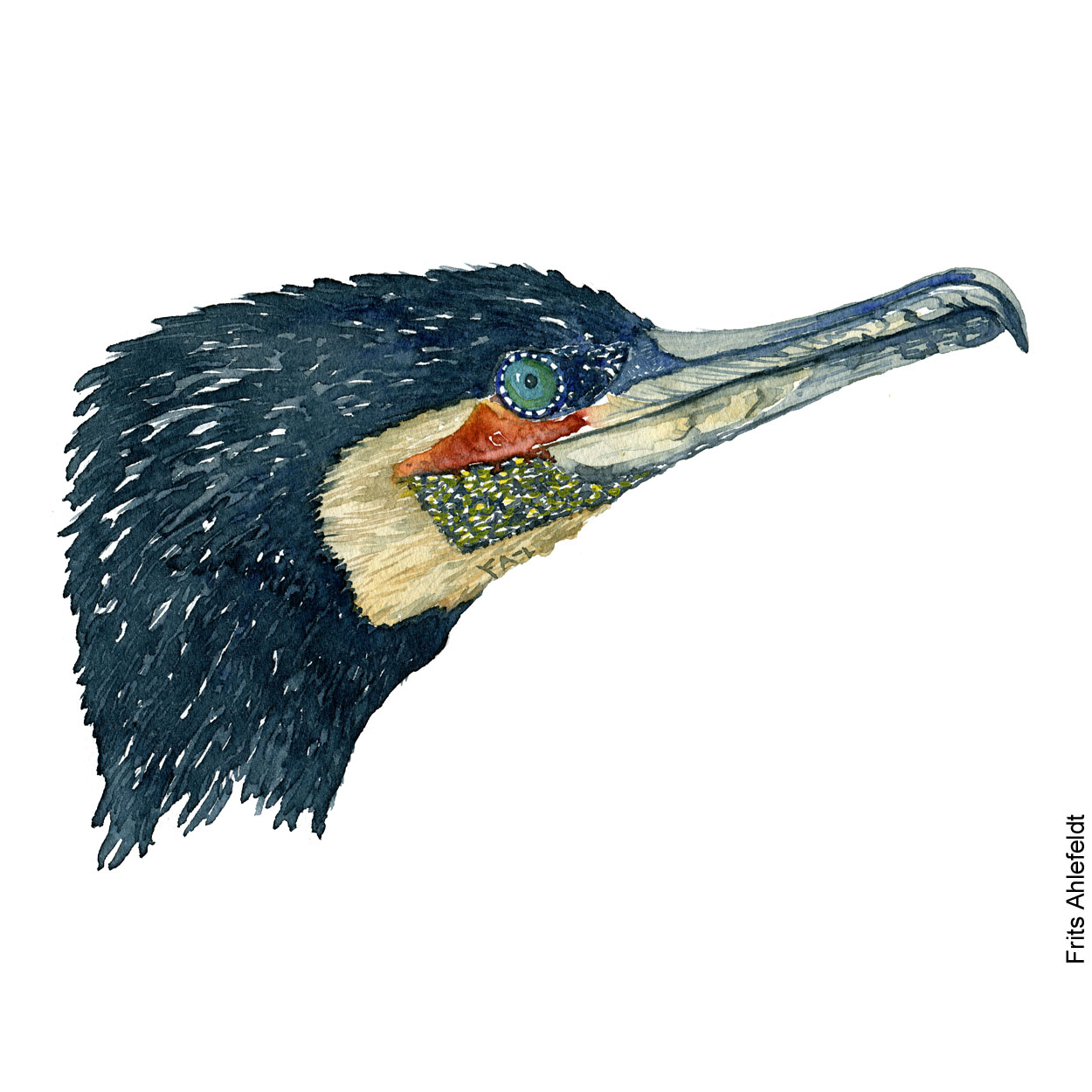 Cormorant Bird Drawing Intricate Artwork