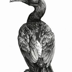 Cormorant Bird Drawing Modern Sketch