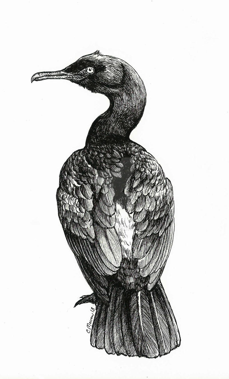 Cormorant Bird Drawing Modern Sketch