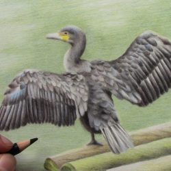 Cormorant Bird Drawing Realistic Sketch