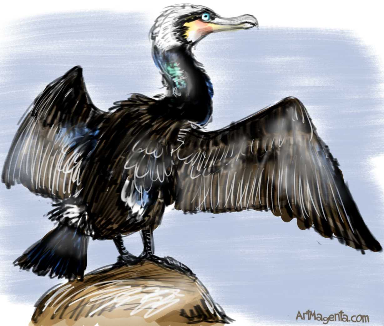 Cormorant Bird Drawing Sketch