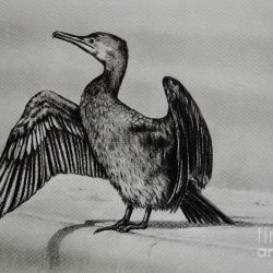 Cormorant Bird Drawing Stunning Sketch