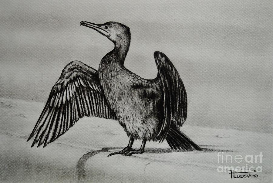 Cormorant Bird Drawing Stunning Sketch