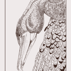 Cormorant Drawing