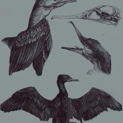 Cormorant Drawing Amazing Sketch