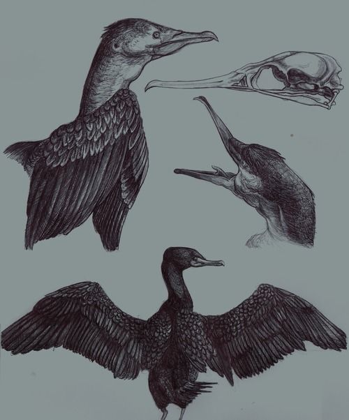 Cormorant Drawing Amazing Sketch