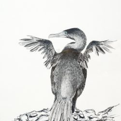 Cormorant Drawing Art