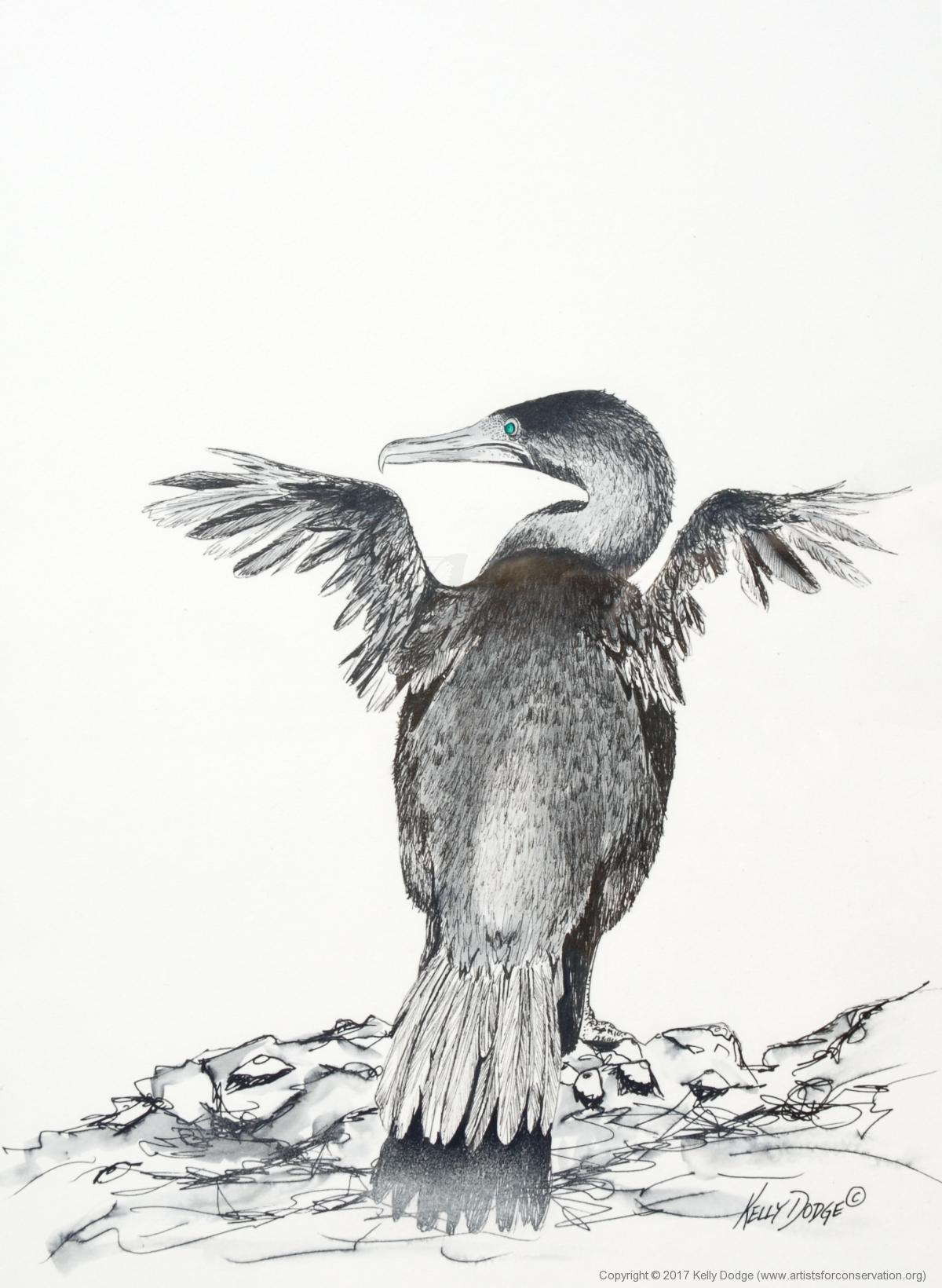 Cormorant Drawing Art