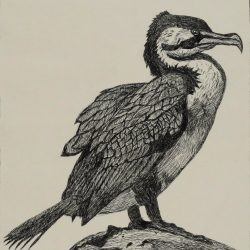 Cormorant Drawing Creative Style