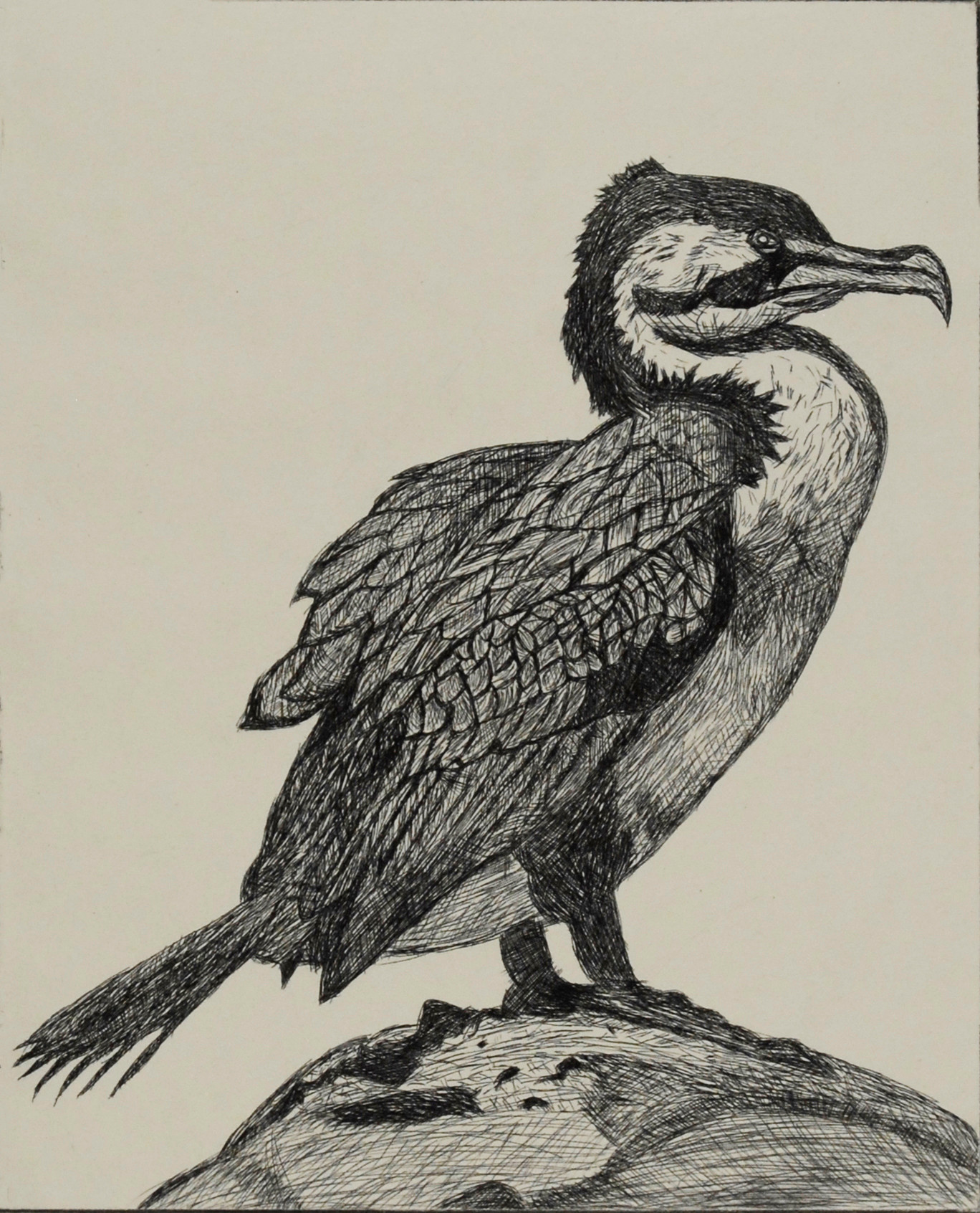 Cormorant Drawing Creative Style