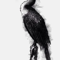 Cormorant Drawing Detailed Sketch