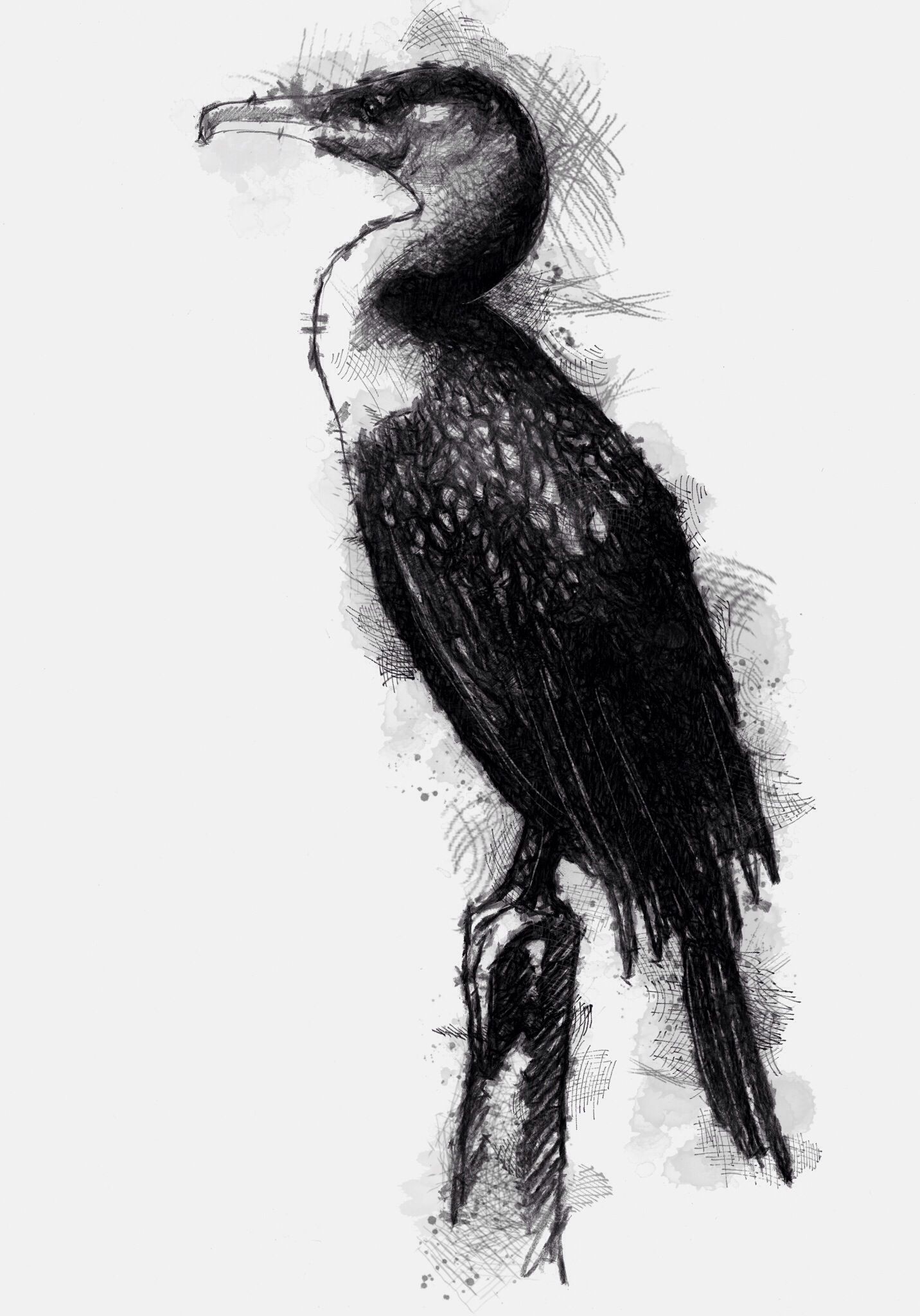 Cormorant Drawing Detailed Sketch