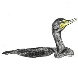 Cormorant Drawing Fine Art