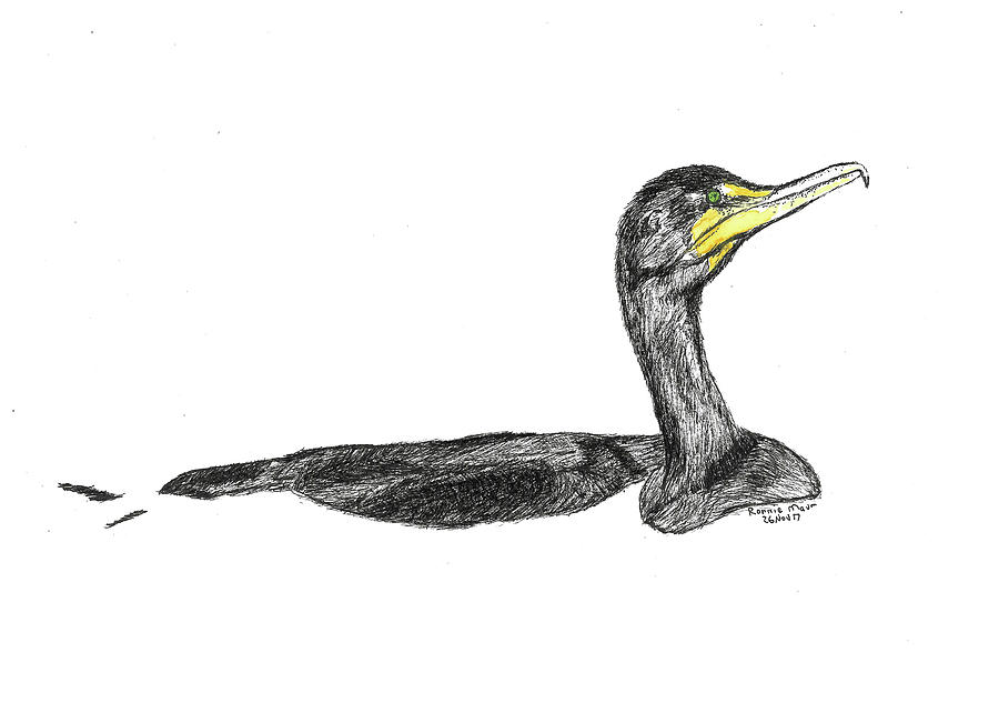 Cormorant Drawing Fine Art