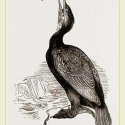 Cormorant Drawing Hand drawn