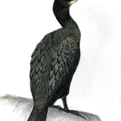 Cormorant Drawing Hand drawn Sketch