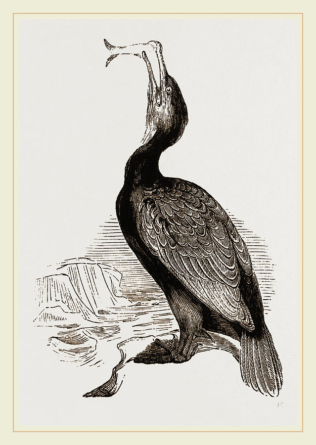 Cormorant Drawing Hand drawn