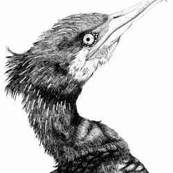 Cormorant Drawing Image