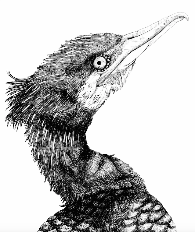 Cormorant Drawing Image
