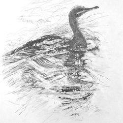 Cormorant Drawing Intricate Artwork