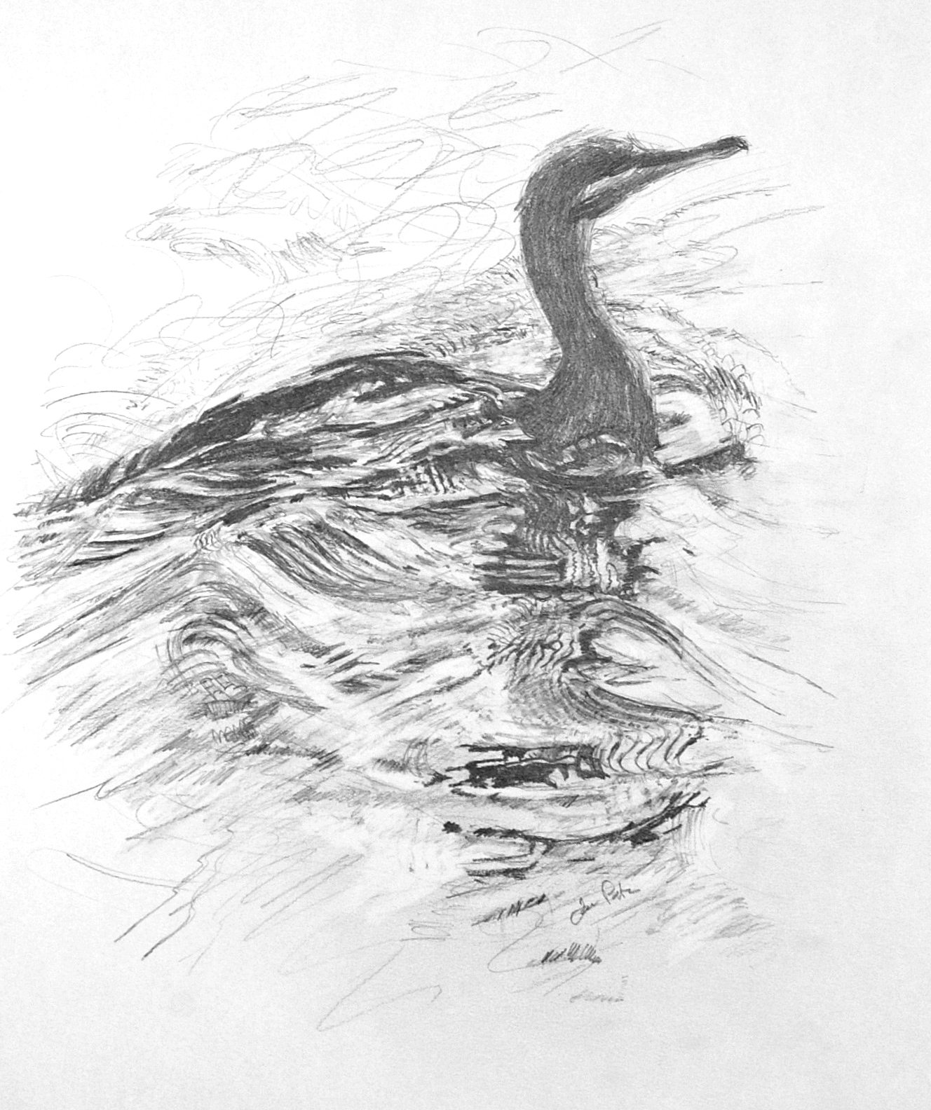 Cormorant Drawing Intricate Artwork