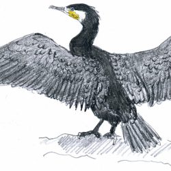 Cormorant Drawing Modern Sketch