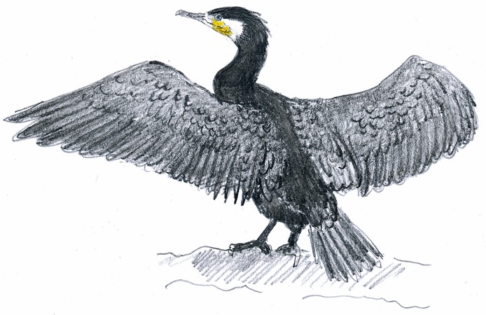 Cormorant Drawing Modern Sketch