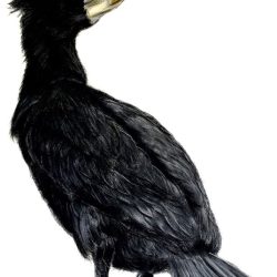 Cormorant Drawing Photo