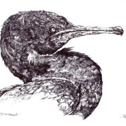 Cormorant Drawing Picture