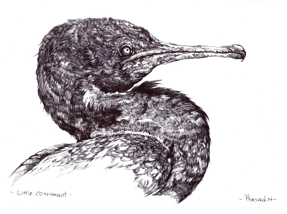 Cormorant Drawing Picture