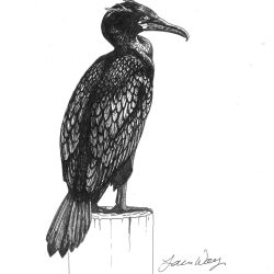 Cormorant Drawing Realistic Sketch