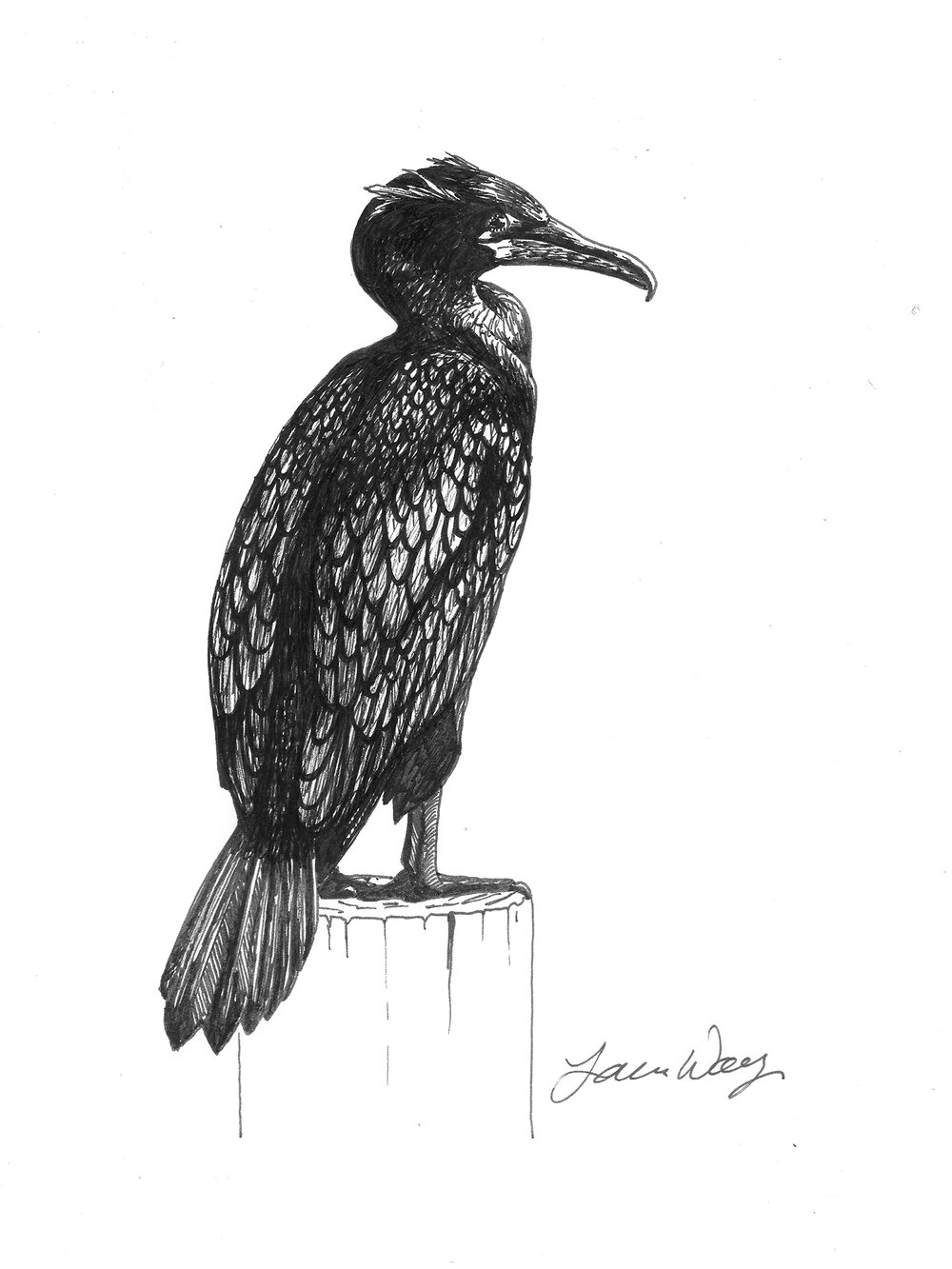Cormorant Drawing Realistic Sketch