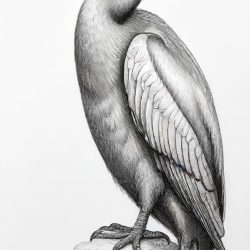Cormorant Drawing Sketch Picture