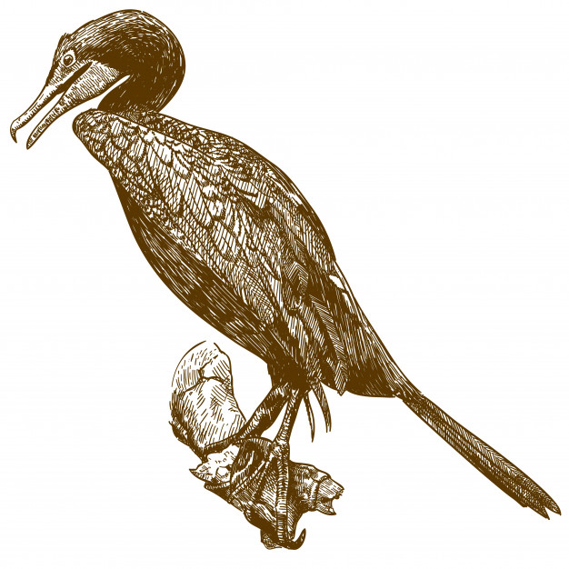 Cormorant Drawing Sketch