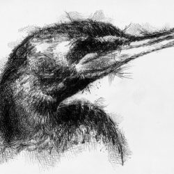 Cormorant Drawing Stunning Sketch