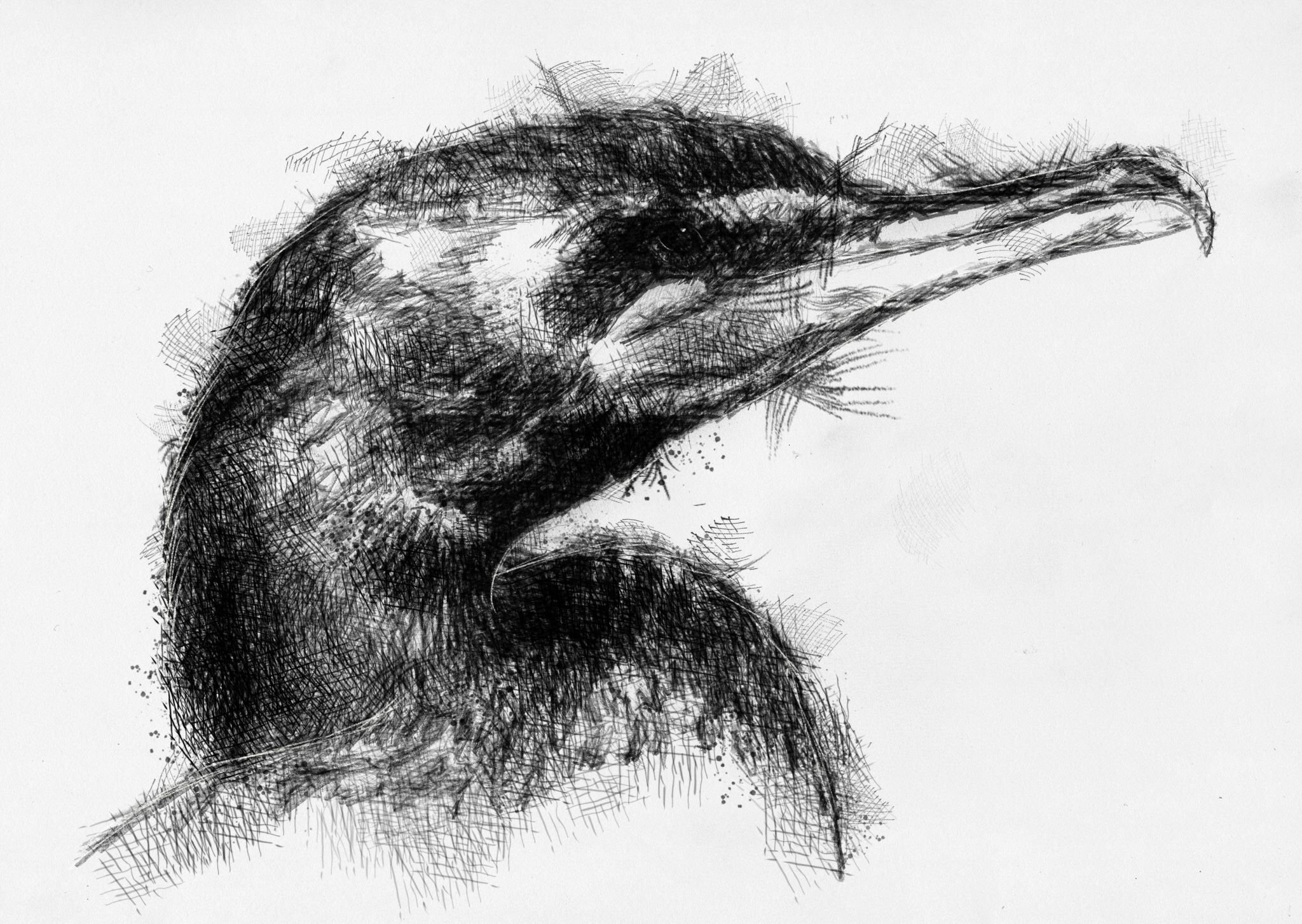 Cormorant Drawing Stunning Sketch