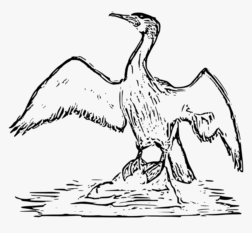Cormorant Drawing Unique Art