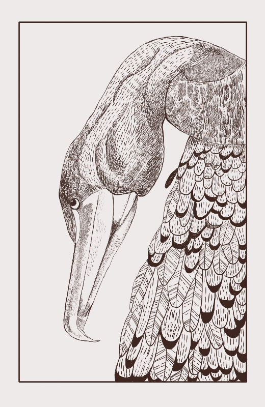 Cormorant Drawing