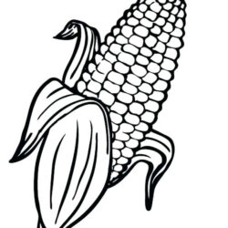 Corn Drawing Amazing Sketch