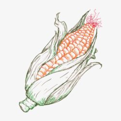 Corn Drawing Artistic Sketching