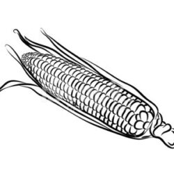 Corn Drawing Detailed Sketch