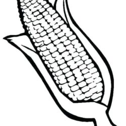 Corn Drawing Image