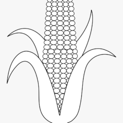 Corn Drawing Modern Sketch