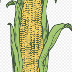 Corn Drawing Photo