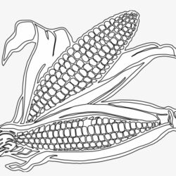 Corn Drawing Realistic Sketch