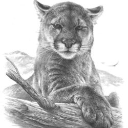 Cougar Drawing