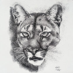 Cougar Drawing Art