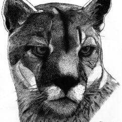 Cougar Drawing Artistic Sketching