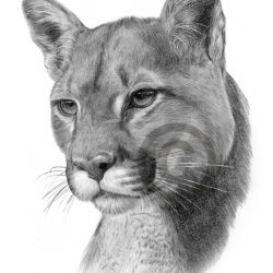 Cougar Drawing Creative Style