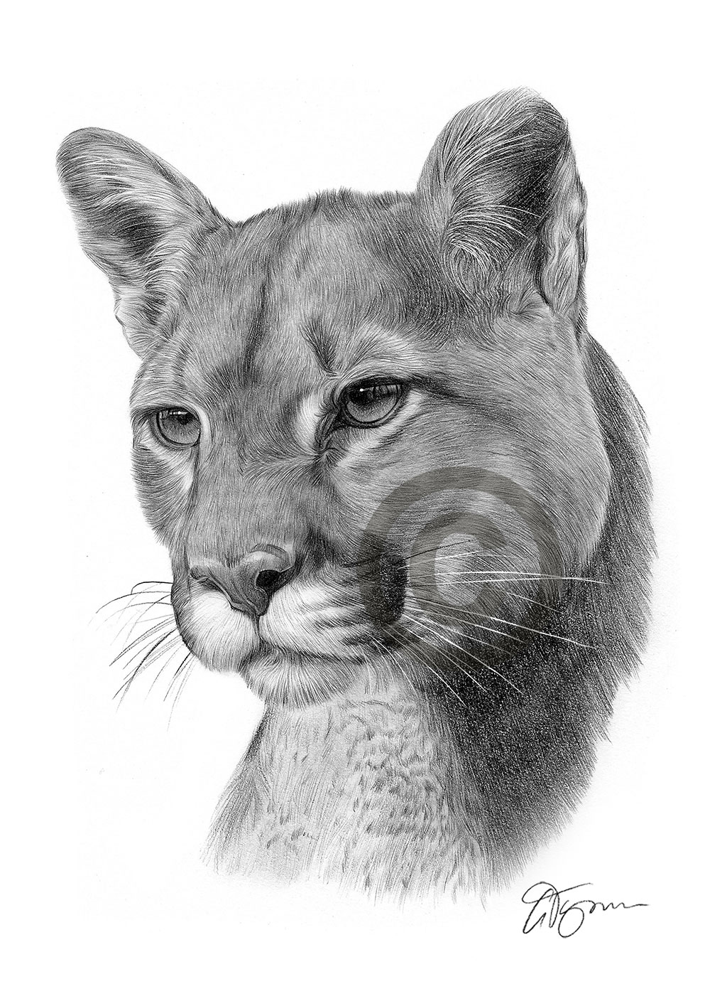 Cougar Drawing Creative Style